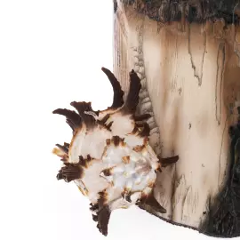 Сувенир из бивня мамонта "Саргассовый мир"