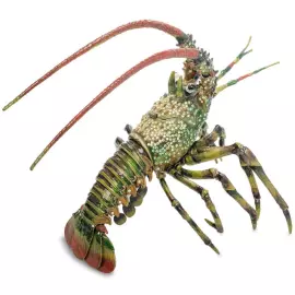 The Lobster box (green)