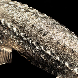 Caviar bowl "Sturgeon"