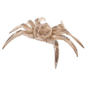 Sculpture of a whale bone "Crab"