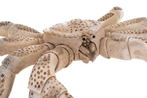 Sculpture of a whale bone "Crab"