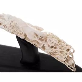 Композиция из бивня мамонта и мореного дуба "Охота волков"