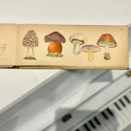 Книга «Посмотри-ка! Мир малютки» Санкт-Петербург, издательство Девриена, 1905 год