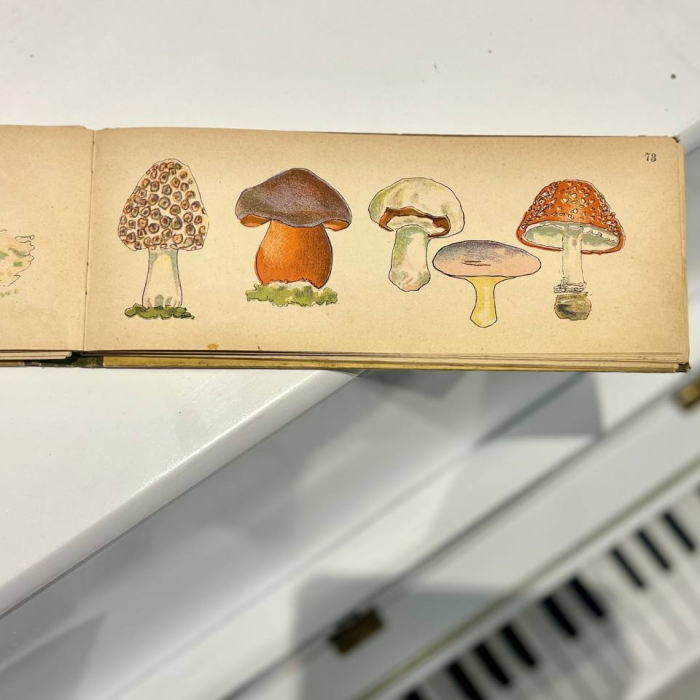 Книга «Посмотри-ка! Мир малютки» Санкт-Петербург, издательство Девриена, 1905 год