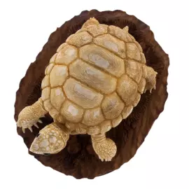 Скульптура из рога лося и дерева "Черепаха" на подставке