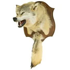Чучело из головы волка Чучело из головы волка