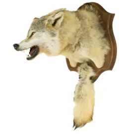 Чучело из головы волка Чучело из головы волка