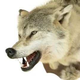 Чучело из головы волка Чучело из головы волка