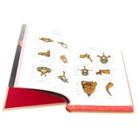 Книга в кожаном переплете "Атлас анатомии человека" в футляре