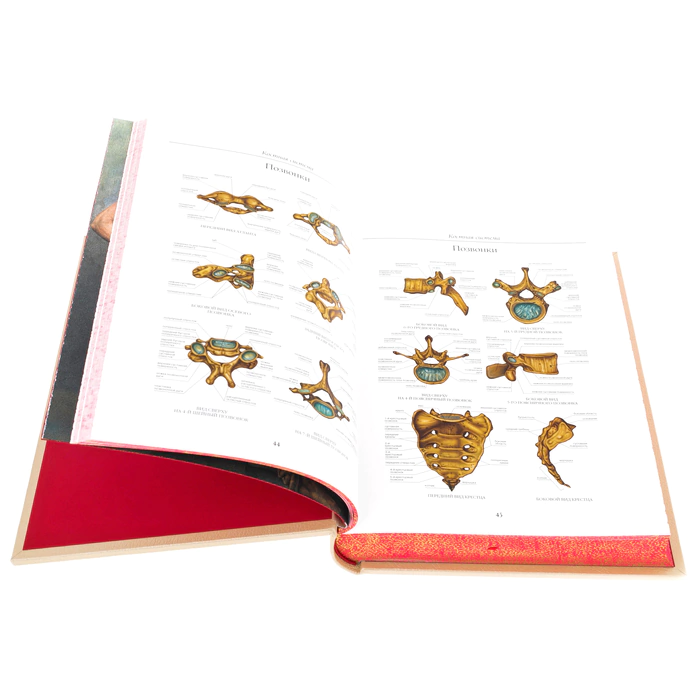 Leather-bound book "Atlas of Human Anatomy" in a case