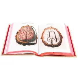 Книга в кожаном переплете "Атлас анатомии человека" в футляре