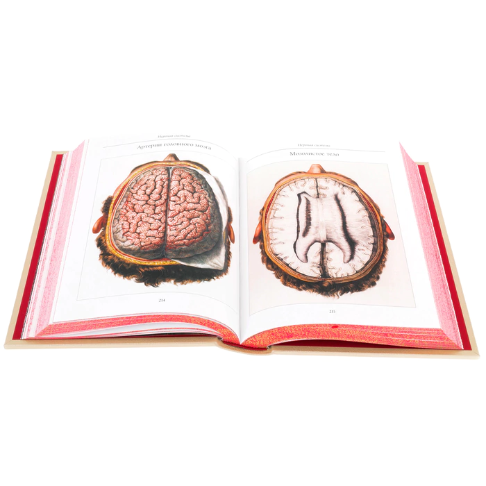 Leather-bound book "Atlas of Human Anatomy" in a case