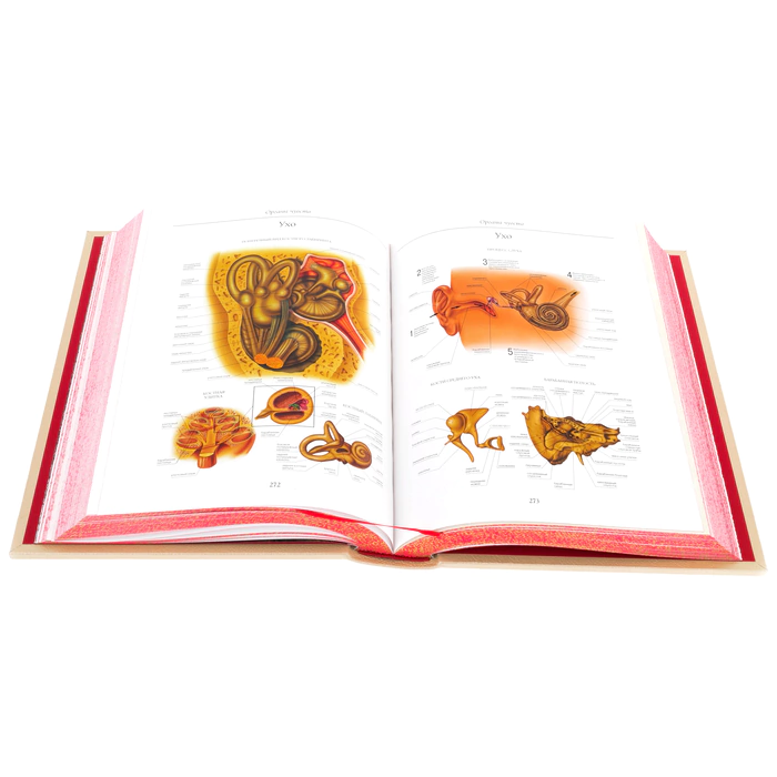 Leather-bound book "Atlas of Human Anatomy" in a case