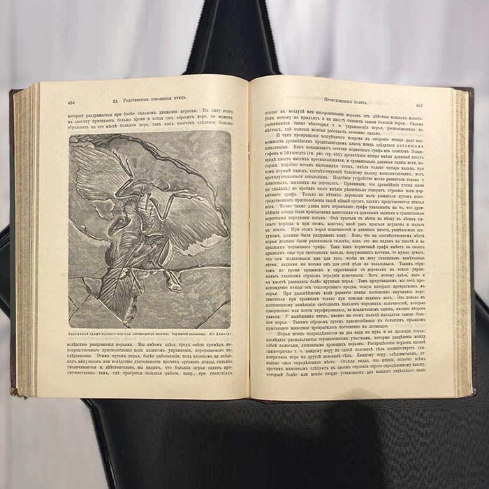 The book "The Origin of the animal world" by Wilhelm Gaake 1903.
