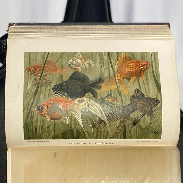 The book "The Origin of the animal world" by Wilhelm Gaake 1903.