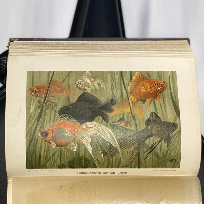 The book "The Origin of the animal world" by Wilhelm Gaake 1903.