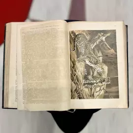 Книга «Жизнь животных Брэма», Брем А.Э, Санкт-Петербург, 1902 г.