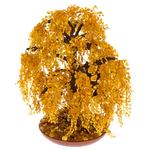 Amber tree "Weeping Willow"