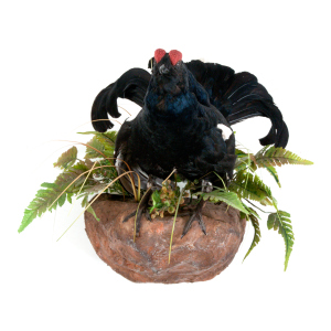 The composition "Stuffed black grouse"