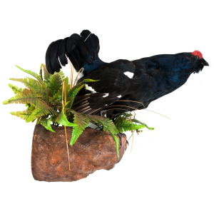 The composition "Stuffed black grouse"