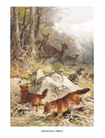 Книга в кожаном переплете "Мир животных. Популярная психология животных"