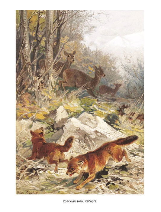 The leather-bound book "The World of animals. Popular Animal Psychology"