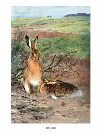 Книга в кожаном переплете "Мир животных. Популярная психология животных"