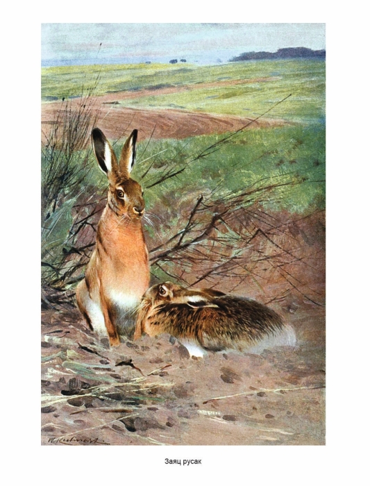 Книга в кожаном переплете "Мир животных. Популярная психология животных "
