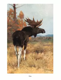 Книга в кожаном переплете "Мир животных. Популярная психология животных"