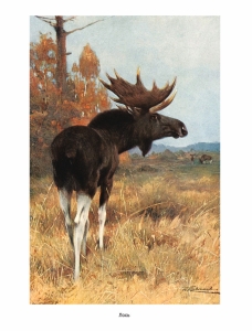 Книга в кожаном переплете "Мир животных. Популярная психология животных "