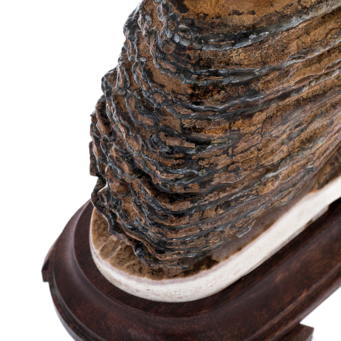 Sculpture of mammoth tooth, moose horn and mahogany Tiger