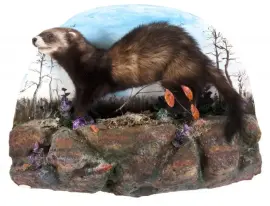 Композиция "Чучело хорька" Композиция "Чучело хорька"