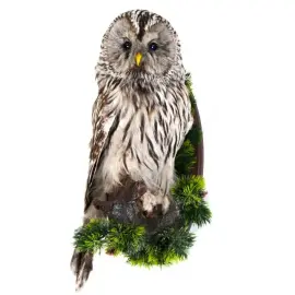 Чучело совы "Неясыть" Чучело совы "Неясыть"