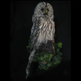 Чучело совы "Неясыть" Чучело совы "Неясыть"