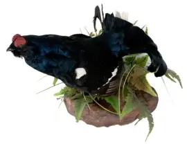 Композиция "Чучело тетерева" Композиция "Чучело тетерева"