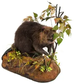 Композиция "Чучело бобра" Композиция "Чучело бобра"